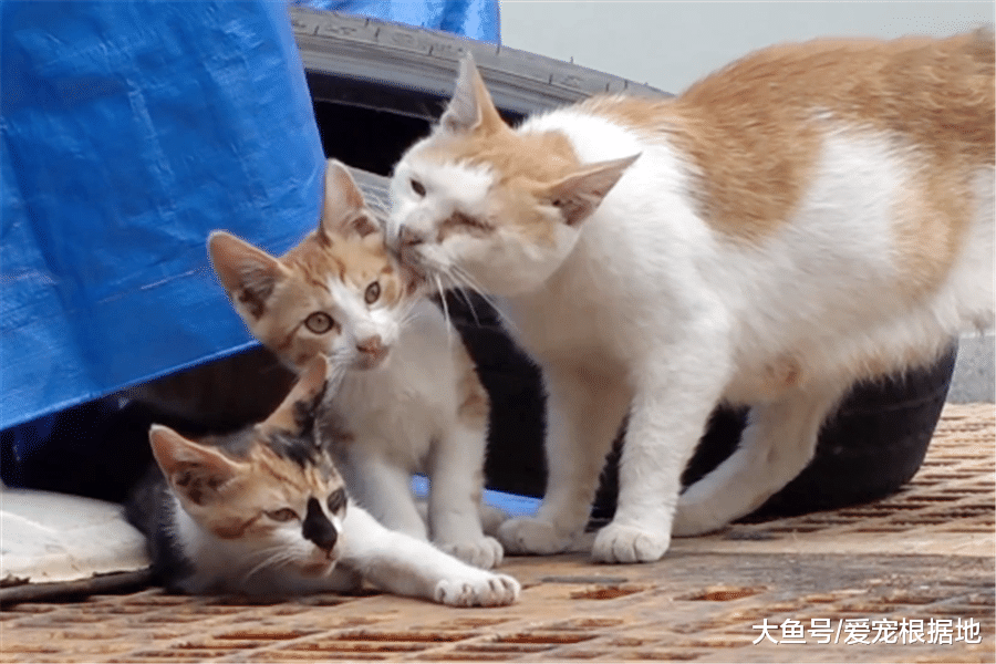 比家猫还馋？流浪猫不吃猫粮只吃肉，跟踪后发现真相泪目了