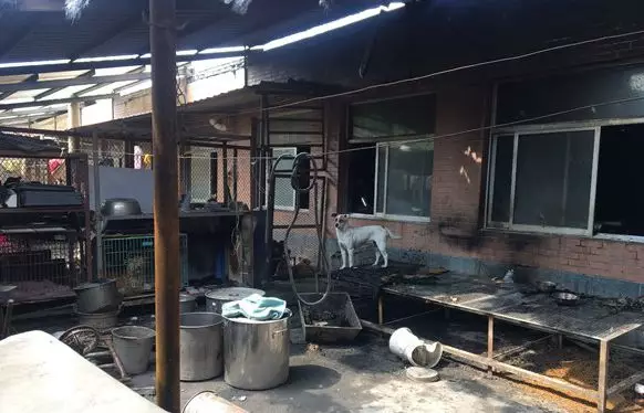 故意纵火烧死大批猫咪在中国能否定罪？