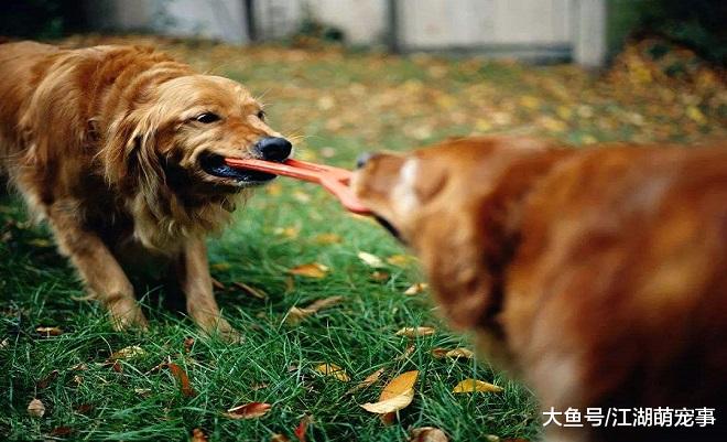 和狗狗玩‘拔河’比赛不好，其实你错了