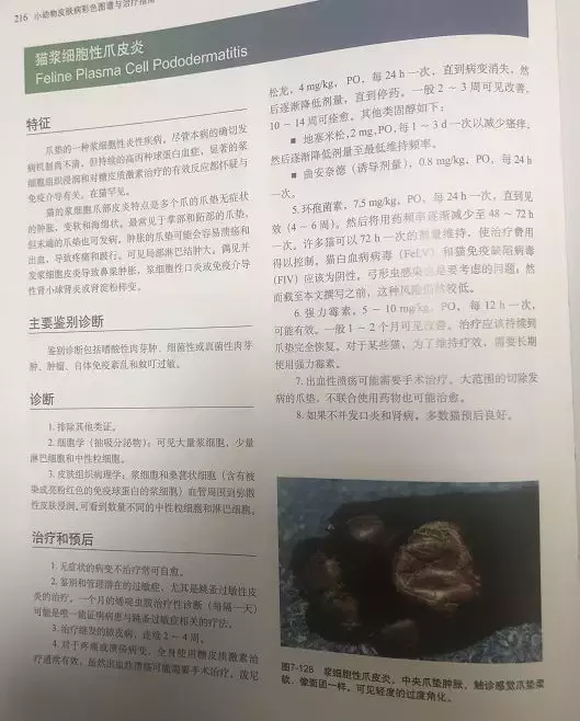 小问题可能变大病, 生病要去医院, 猫肉垫脱皮或导致猫艾滋白血病