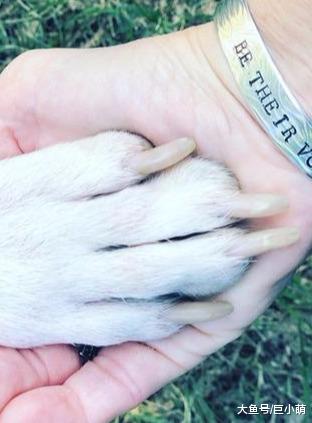 被霰弹枪射击，被用锤子殴打，被虐待的独眼狗狗依旧选择相信人类