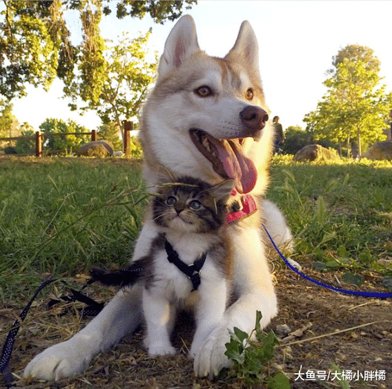 三周大的小猫濒临死亡，狗狗主动担任妈妈的角色，小猫奇迹般活了