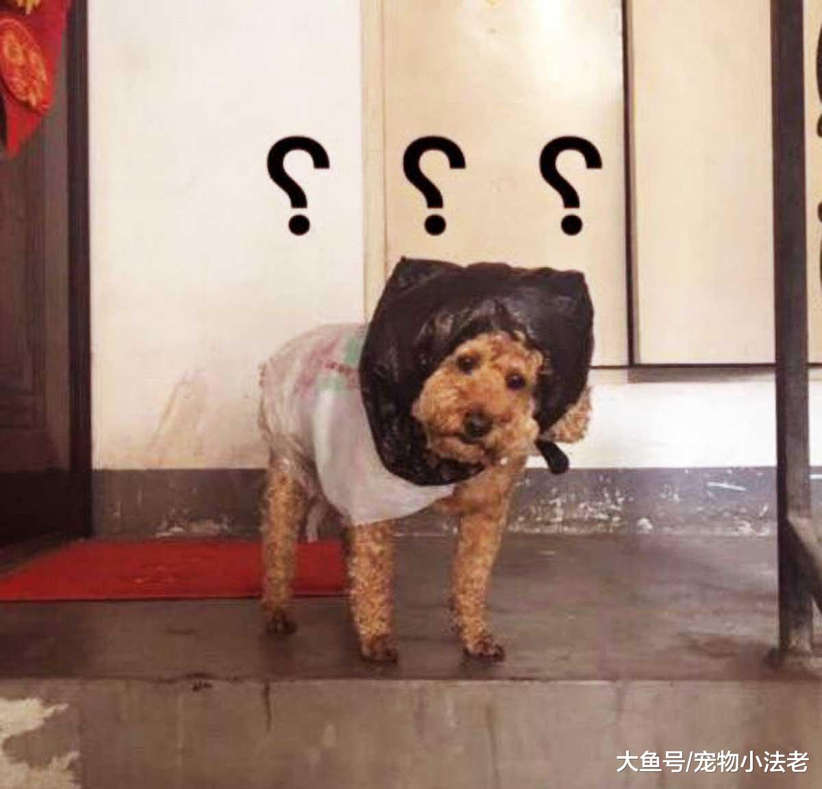 有1种感冒，叫奶奶怕你感冒！狗狗穿上专属“雨衣”后，一脸懵逼