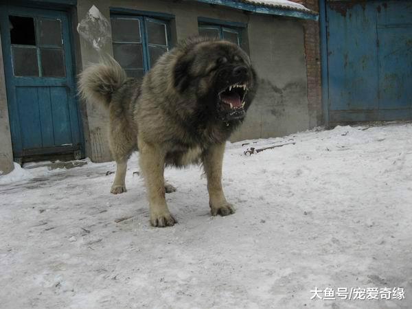 偷狗贼看一眼，就会绝望的4种犬，其中它能将偷狗贼气吐血