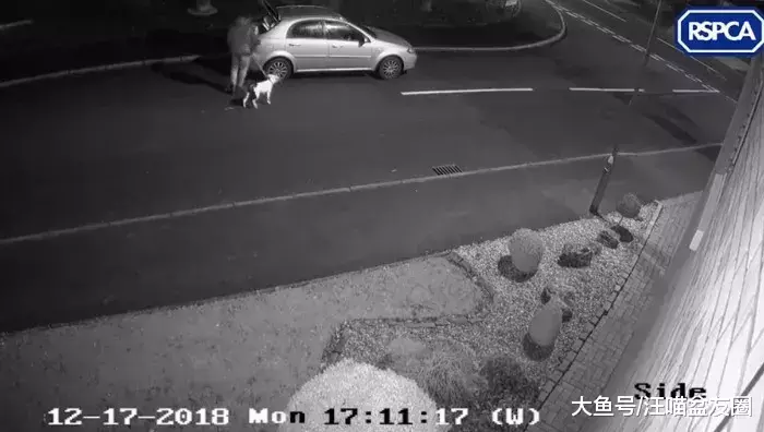 曾经它被连狗带窝遗弃在路边 如今明星和富翁抢着要收养它