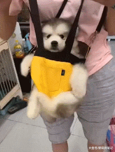 阿拉斯加每次被宠主抱着外出，都会做出呆萌的表情，萌化路人心