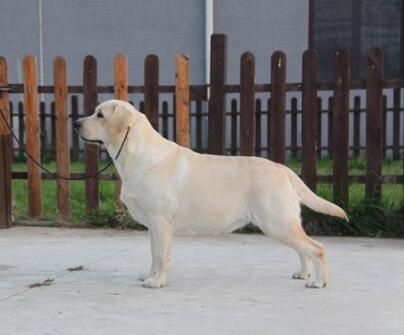 拉布拉多犬母犬怀孕期间的营养是怎样补充的