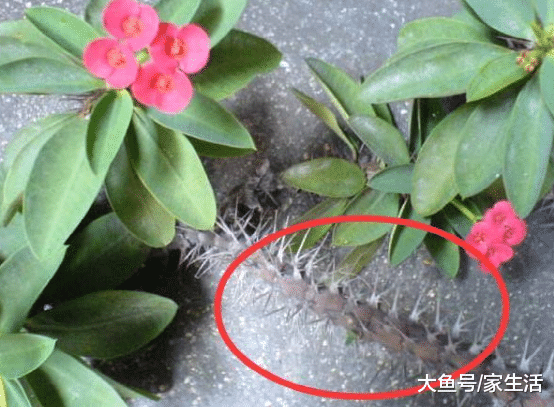 有錢人家從不放這些東西，問完內行人原因，難怪越住越富裕