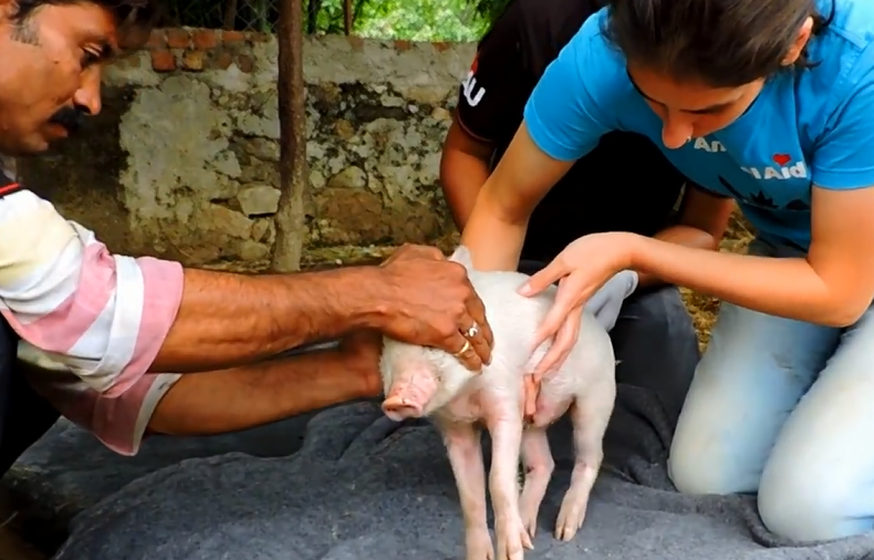 它因后腿骨折無法行走，救助人員想方設法在救它，它也一直在努力
