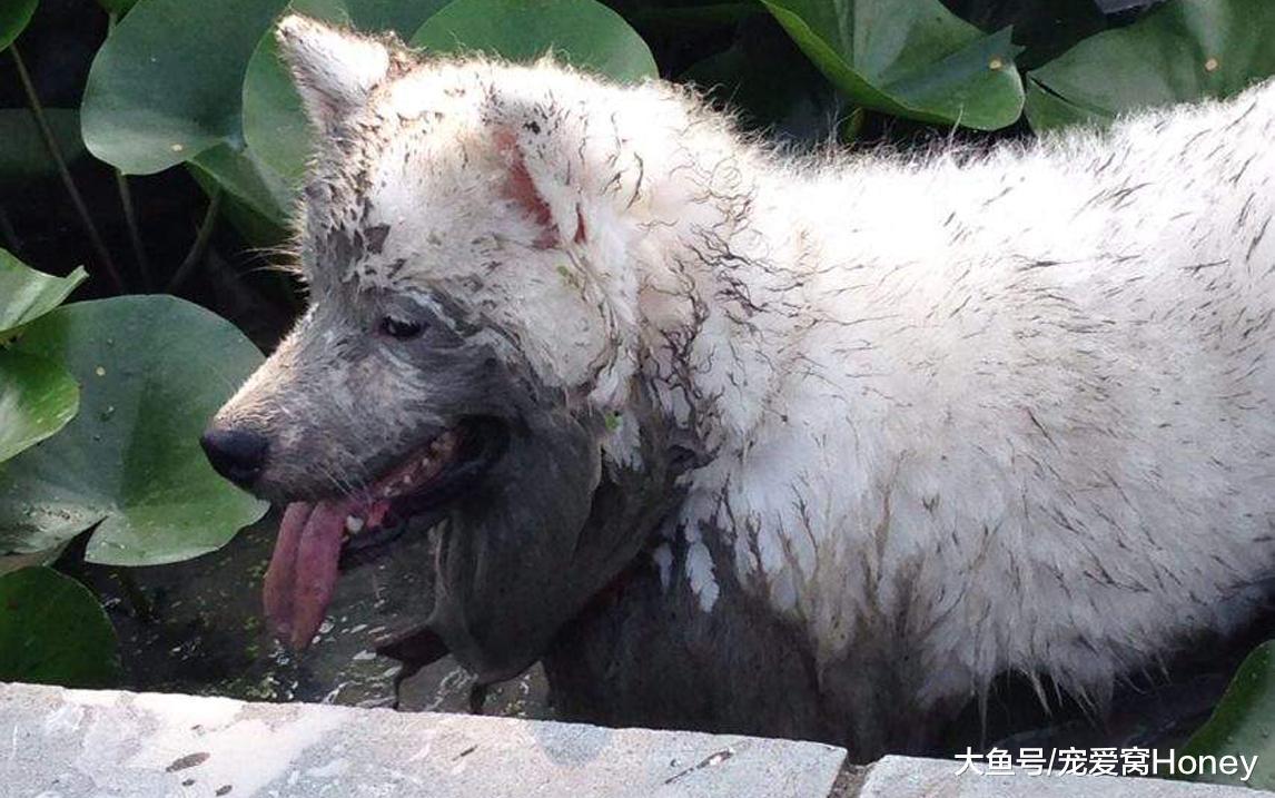 世上只有爺爺好，有爺爺疼的薩摩是塊寶！