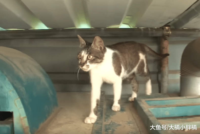 猫妈对孩子不闻不问，流浪猫“偷来”自己照顾，知道缘由后很心疼