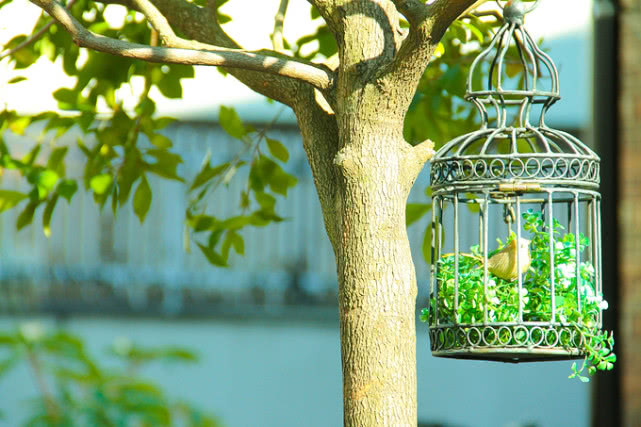 世界上“最幸福”的猪，中国赠送被当成国宝，看它还要收门票