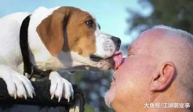 狗狗舔你就是喜欢你吗？其实你真的想多了