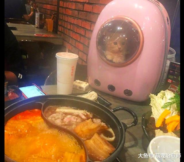 网友在吃火锅，被装进太空包的猫咪眼睛都瞪直了：立刻放我出来！
