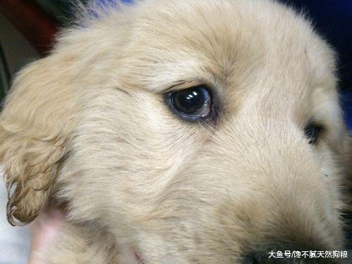大部分人养的金毛犬都是串的, 纯种的有5个特点, 你的狗纯吗?