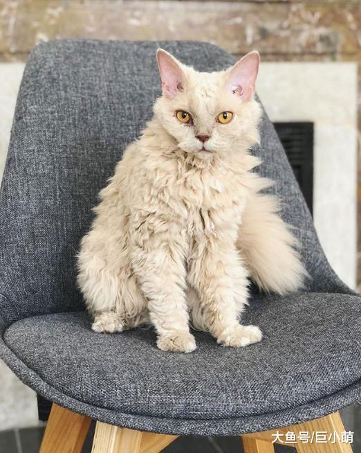 路边捡到脏兮兮流浪猫，全身毛发卷卷的猫咪，原来是稀有品种