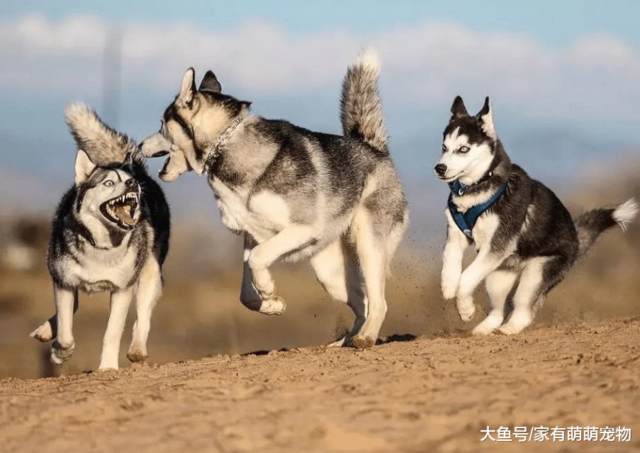 这几种狗狗, 冬天完全没必要穿衣服, 穿了反而不好!