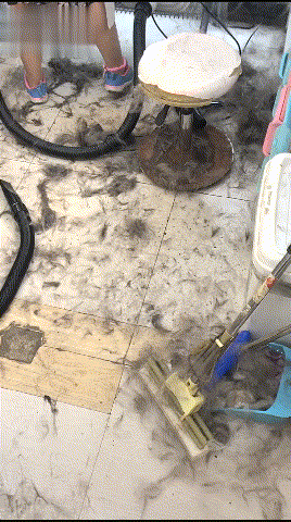 给阿拉斯加洗完澡吹完毛之后，宠物店：这狗已经被我家店拉黑了！