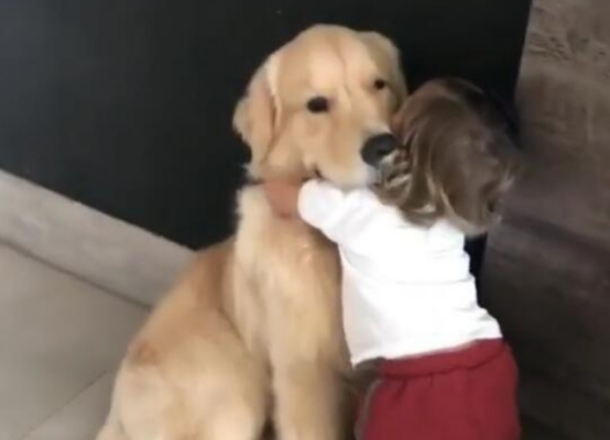 当狗狗做出这几种表现时，说明它是很心疼你的