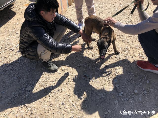 男子出售买后自养一个月的小马犬, 买主看中后爽快将其买下!