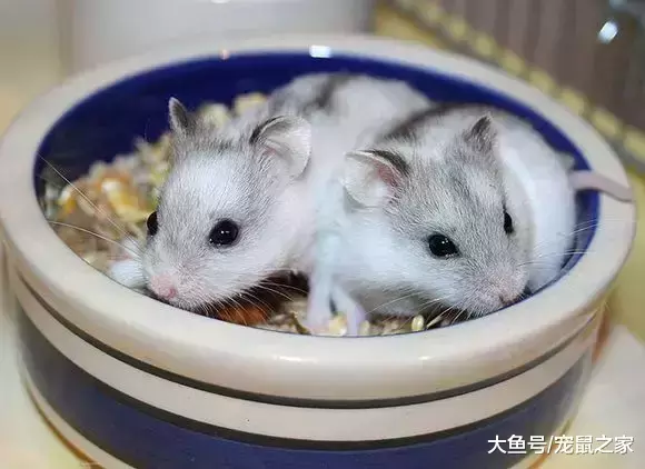 一文带你走进仓鼠世界: 三种跳出三界外的仓鼠