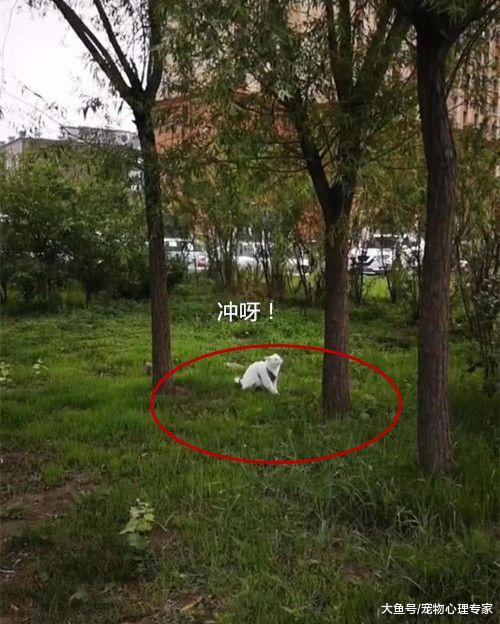 男子遛猫回来满头大汗，室友问他怎么回事，打开照片一看服了