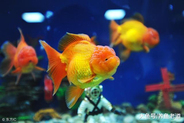 魚缸水流過大，對于某些觀賞魚的傷害也是很大的！