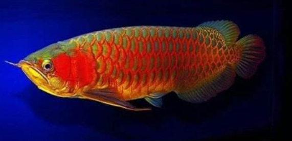 地球上8大紅龍魚品種，第一售價高達268萬元，身份高貴神似真龍