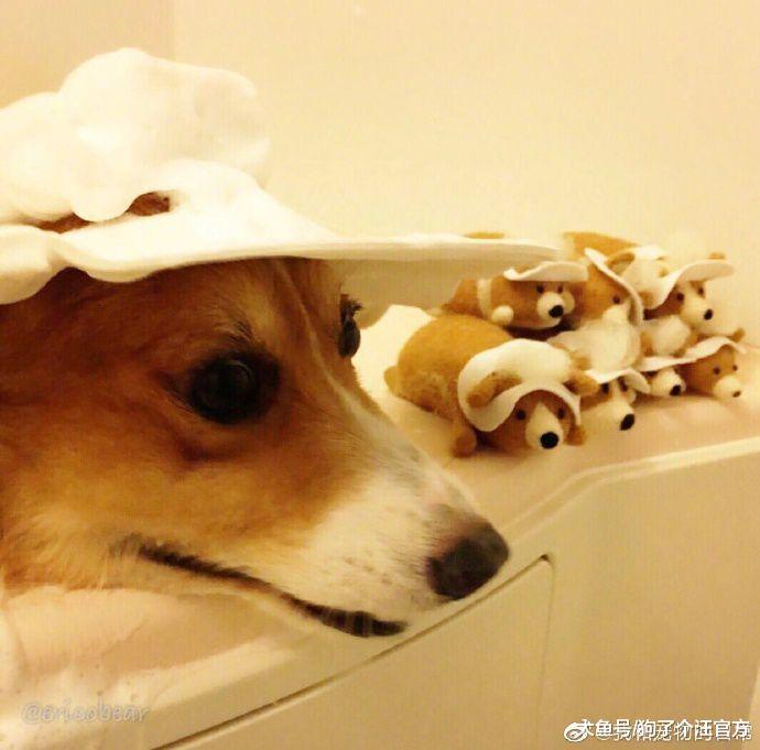 导盲犬服役3年后又见到养大自己的主人