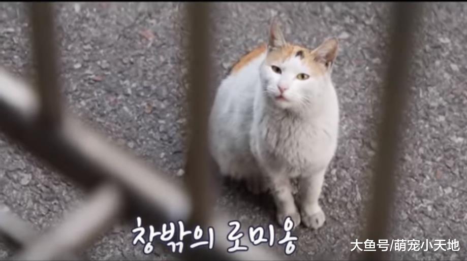 流浪猫天天到窗户报到， 好心住户被迫收编后意外当奶奶