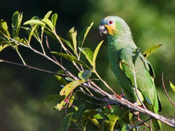 地球上10大叫声最好听的鸟, 夜莺榜首, 金丝雀第二, 你喜欢听吗?