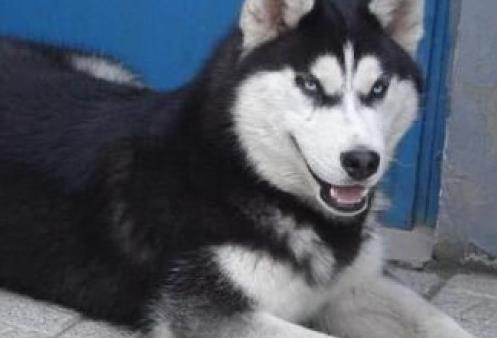 这只二哈万里挑一, 被选中做了警犬, 网友的评论亮了: 拆迁头子