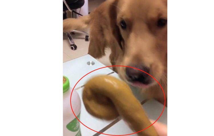 当金毛面吃螃蟹，金毛拿东西换吃的，没想到叼来的东西却让人尴尬