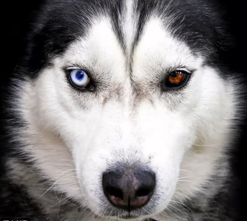 其他狗狗都很萌，唯独二哈看起来傻乎乎，医生：它缺个器官