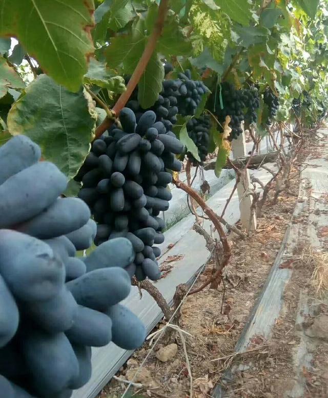 国内最“甜”的水果，比石油还贵，种2棵一年四季结果吃不完