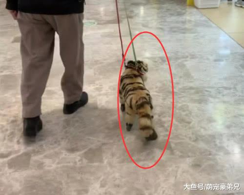 逛商场时看到大爷带宠物，总感觉哪不对劲，走进看后捂嘴！