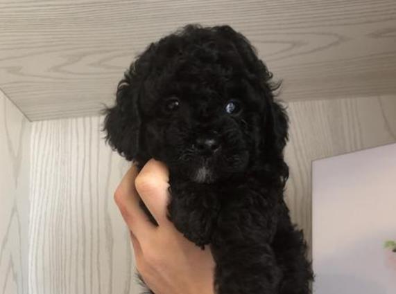 這只泰迪很特別，毛都是黑的，笑起來的小表情亮了，太逗了