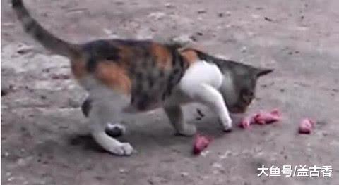 男孩放学回家，看见流浪猫在拨弄“泥娃娃”，明白真相后一阵作呕