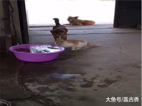 流浪猫伸出爪子打算偷鱼，看家狗见后一拳把它拍翻在地！