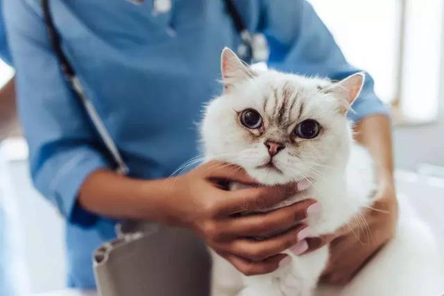 猫咪突然瘫痪、猝死？这该死的HCM