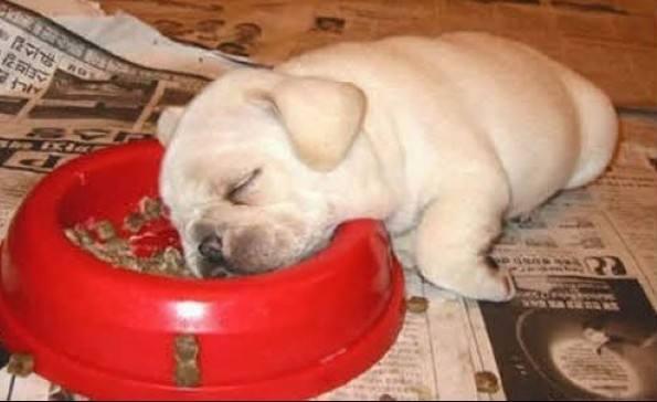 想知道狗狗是爱你还是讨厌你? 看它睡在哪里就知道了!