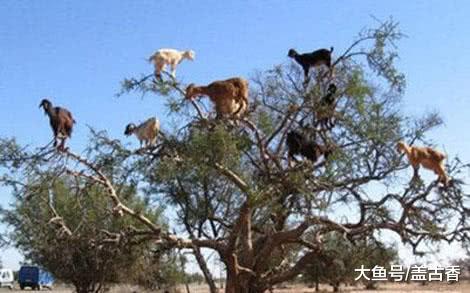 世上四大无解之谜，旅鼠自杀隔三年就发生，原因没人能说清楚！