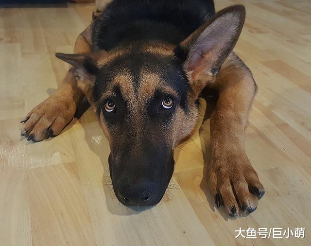 狗狗从好变坏，其实只需要主人做这些，就能让狗养成坏习惯