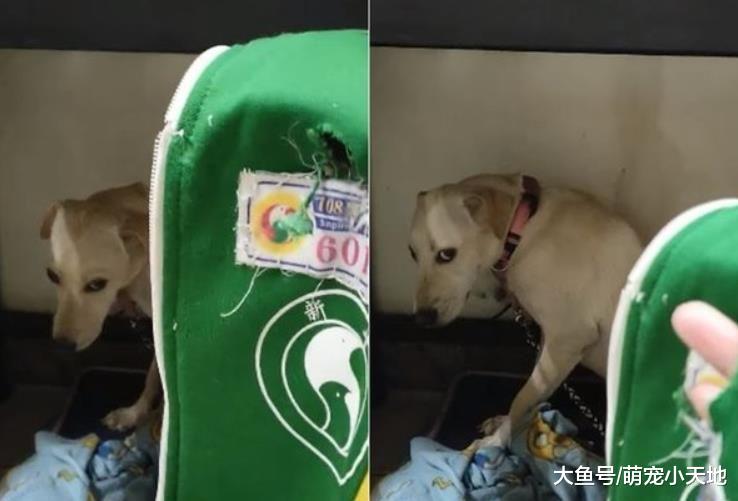 儿子运动服破大洞！妈妈才刚举起，凶手汪就心虚的躲桌下偷看