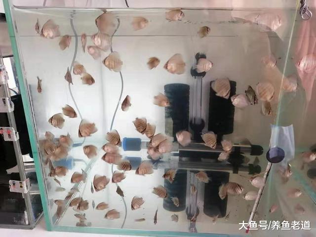 观赏鱼药真的有万能药吗，事实上也不是没有，只是很多鱼友不知道