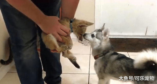 铲屎官捡了一只“流浪狗”，结果越长越不对劲，这不就是狐狸吗？