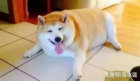 柴犬太胖被送到乡下减肥，再次见到时，怎么就成了这个样子