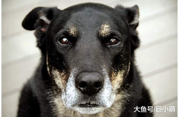 想要狗狗的老年生活过得幸福？你需要给它更多的关怀和照顾