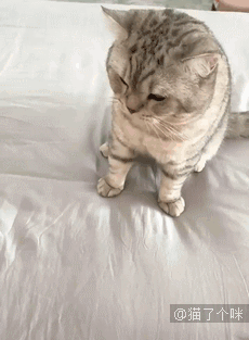 打猫不打脸，这是规矩