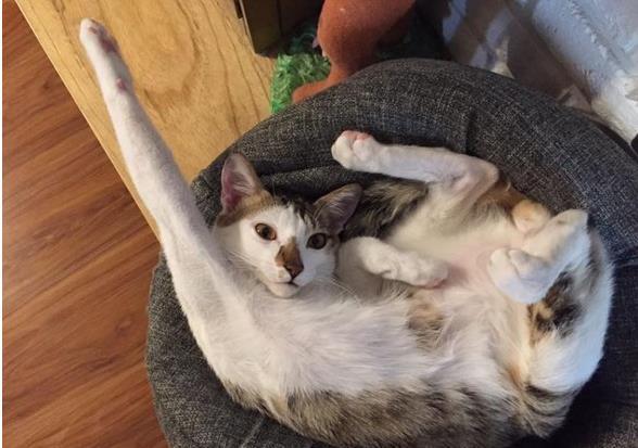 捡回的猫咪太奸诈，网友打算送人，看到监控后泪奔，立马改变主意